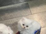 2 Persian kittens for adoption - Persian Cat For Sale - Mount Pleasant&comma; PA&comma; US