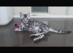 Sylvester - Bengal Kitten For Sale - Belleville&comma; NJ&comma; US