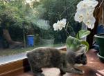 Bobtail kitten without tail Perfect friend for - American Bobtail Kitten For Sale - Lancaster&comma; PA&comma; US