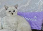 Jenifer 1 - Scottish Straight Kitten For Sale - Chicago&comma; IL&comma; US