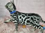 Silver Male Blue Collar - Bengal Cat For Sale - Bradner&comma; OH&comma; US