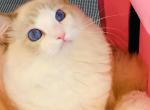 la bubu - Ragdoll Kitten For Sale - Irvine&comma; CA&comma; US