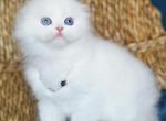 Xia - Scottish Fold Cat For Sale - Hollywood&comma; FL&comma; US