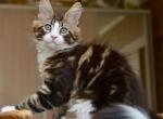 Qadir - Maine Coon Kitten For Sale - Miami&comma; FL&comma; US
