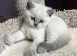 Chewie - British Shorthair Kitten For Sale - Lima&comma; OH&comma; US
