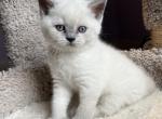 Ellie - British Shorthair Kitten For Sale - Lima&comma; OH&comma; US