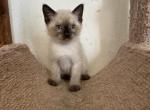 Siamese mix - Siamese Kitten For Sale - Leominster&comma; MA&comma; US