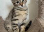 Maine coon mix male - Bengal Kitten For Sale - Leominster&comma; MA&comma; US