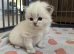 Ice - Siberian Kitten For Sale - Bonita Springs&comma; FL&comma; US