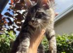 Barney - Maine Coon Cat For Sale - Hollywood&comma; FL&comma; US
