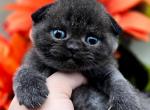 Gerta Scottish Fold Girl - Scottish Fold Cat For Sale - Watertown&comma; NY&comma; US