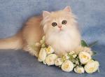 Gerda - British Shorthair Kitten For Sale - Hollywood&comma; FL&comma; US