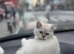 Seal Lynx Point Ragdoll Kittens - Ragdoll Kitten For Sale - NY&comma; US
