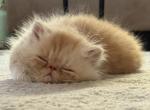 Squishmallow - Persian Kitten For Sale - Pleasant Hill&comma; CA&comma; US