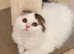 Panda Bear - Scottish Fold Kitten For Sale - Cotati&comma; CA&comma; US