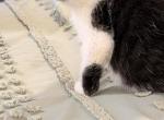 Ginny - Exotic Cat For Sale - Talco&comma; TX&comma; US