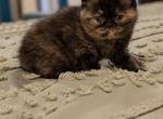 Trisha - Exotic Cat For Sale - Talco&comma; TX&comma; US