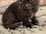 Traci - Exotic Cat For Sale - Talco&comma; TX&comma; US