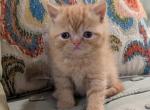 Mufasa - Exotic Cat For Sale - Talco&comma; TX&comma; US