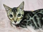 Brown Female Peach Collar - Bengal Cat For Sale - Bradner&comma; OH&comma; US