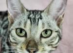 Silver Female Yellow Collar - Bengal Cat For Sale - Bradner&comma; OH&comma; US