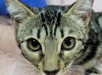 Brown Female Purple Collar - Bengal Cat For Sale - Bradner&comma; OH&comma; US