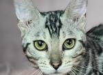 Silver Female Orange Collar - Bengal Cat For Sale - Bradner&comma; OH&comma; US