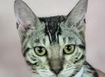 Silver Female White Collar - Bengal Cat For Sale - Bradner&comma; OH&comma; US
