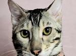 Silver Male Purple Collar - Bengal Cat For Sale - Bradner&comma; OH&comma; US