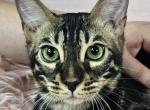 Charcoal Brown Mint Collar - Bengal Cat For Sale - Bradner&comma; OH&comma; US