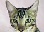 Brown Male Teal Collar - Bengal Cat For Sale - Bradner&comma; OH&comma; US