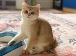 Bri Dora - British Shorthair Cat For Sale - New York&comma; NY&comma; US