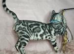 Silver Male Gray Collar - Bengal Cat For Sale - Bradner&comma; OH&comma; US