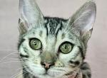 Silver Male Black Collar - Bengal Cat For Sale - Bradner&comma; OH&comma; US
