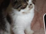 Owen - Exotic Kitten For Sale - Lemont&comma; IL&comma; US