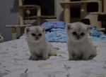 Black silver shaded kittens - British Shorthair Kitten For Sale - Carrollton&comma; TX&comma; US