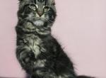 Jam - Maine Coon Kitten For Sale - Odesa&comma; Odessa Oblast&comma; UA