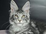 Jaffa - Maine Coon Kitten For Sale - Odesa&comma; Odessa Oblast&comma; UA