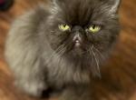Coco - Persian Cat For Sale - PA&comma; US