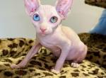 Onyx odd eye - Sphynx Kitten For Sale - Brooklyn&comma; NY&comma; US