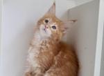 Dars - Maine Coon Kitten For Sale - Odesa&comma; Odessa Oblast&comma; UA