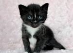 Female black kitten - Domestic Kitten For Sale - Southwick&comma; MA&comma; US