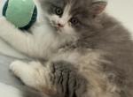 Juliet - Ragdoll Kitten For Sale - Oklahoma City&comma; OK&comma; US
