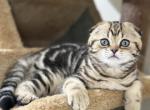 Peter - Scottish Fold Cat For Sale - MD&comma; US