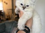 Seal lynx point - Ragdoll Kitten For Sale - Butler&comma; PA&comma; US