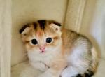 Amber - Scottish Fold Kitten For Sale - WI&comma; US
