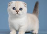Queen - Munchkin Kitten For Sale - Pembroke Pines&comma; FL&comma; US