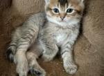 Angus - British Shorthair Kitten For Sale - WI&comma; US