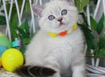 Jemma - Scottish Straight Kitten For Sale - Pembroke Pines&comma; FL&comma; US