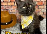 Tess&Furrari Litter - Maine Coon Kitten For Sale - Wisconsin Rapids&comma; WI&comma; US